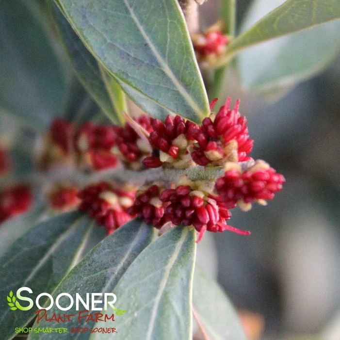 CINNAMON GIRL® DISTYLIUM 4 CINNAMON GIRL® DISTYLIUM - Image 2