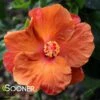ORANGE SEDUCTION TROPICAL HIBISCUS 1 ORANGE SEDUCTION TROPICAL HIBISCUS -SOONER PLANT FARM Sales DETA 3471