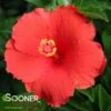 FEELING HOT TROPICAL HIBISCUS 1 FEELING HOT TROPICAL HIBISCUS -SOONER PLANT FARM Sales DETA 3472