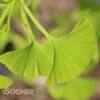 AUTUMN GOLD GINKGO 2 AUTUMN GOLD GINKGO -SOONER PLANT FARM Sales DETA 3490