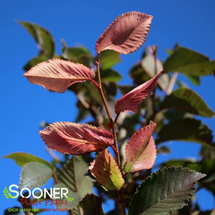 FRONTIER ELM 3 FRONTIER ELM