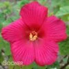 BIG HIT™ RED HARDY HIBISCUS 2 BIG HIT™ RED HARDY HIBISCUS -SOONER PLANT FARM Sales DETA 3529