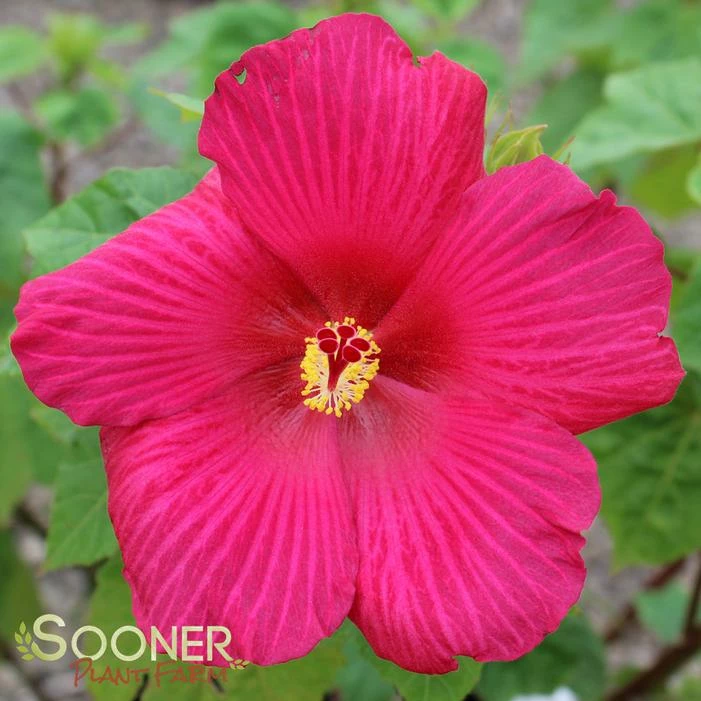 BIG HIT™ RED HARDY HIBISCUS 3 BIG HIT™ RED HARDY HIBISCUS