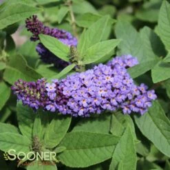 PUGSTER BLUE® BUTTERFLY BUSH -SOONER PLANT FARM Sales DETA 3551
