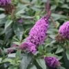 PUGSTER PERIWINKLE® BUTTERFLY BUSH 1 PUGSTER PERIWINKLE® BUTTERFLY BUSH -SOONER PLANT FARM Sales DETA 3552
