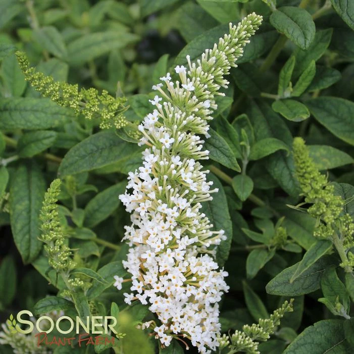 PUGSTER WHITE® BUTTERFLY BUSH 3 PUGSTER WHITE® BUTTERFLY BUSH