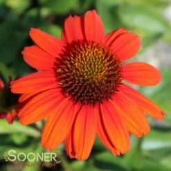 KISMET® INTENSE ORANGE CONEFLOWER -SOONER PLANT FARM Sales DETA 3570