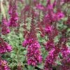 BUZZ® HOT RASPBERRY BUTTERFLY BUSH 1 BUZZ® HOT RASPBERRY BUTTERFLY BUSH -SOONER PLANT FARM Sales DETA 3578