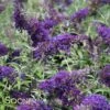 BUZZ® MIDNIGHT BUTTERFLY BUSH