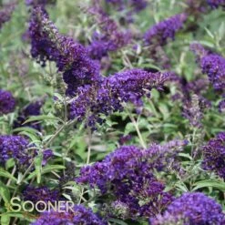 BUZZ® MIDNIGHT BUTTERFLY BUSH