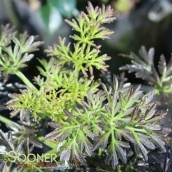 LACED UP® UPRIGHT ELDERBERRY 10 LACED UP® UPRIGHT ELDERBERRY -SOONER PLANT FARM Sales DETA 3616