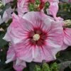 SUMMERIFIC® CHERRY CHOCO LATTE HARDY HIBISCUS -SOONER PLANT FARM Sales DETA 3640