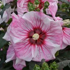 SUMMERIFIC® CHERRY CHOCO LATTE HARDY HIBISCUS