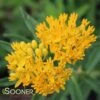 HELLO YELLOW BUTTERFLY MILKWEED 1 HELLO YELLOW BUTTERFLY MILKWEED -SOONER PLANT FARM Sales DETA 3653