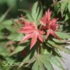 KOTO HIME DWARF UPRIGHT JAPANESE MAPLE 2 KOTO HIME DWARF UPRIGHT JAPANESE MAPLE -SOONER PLANT FARM Sales DETA 3673