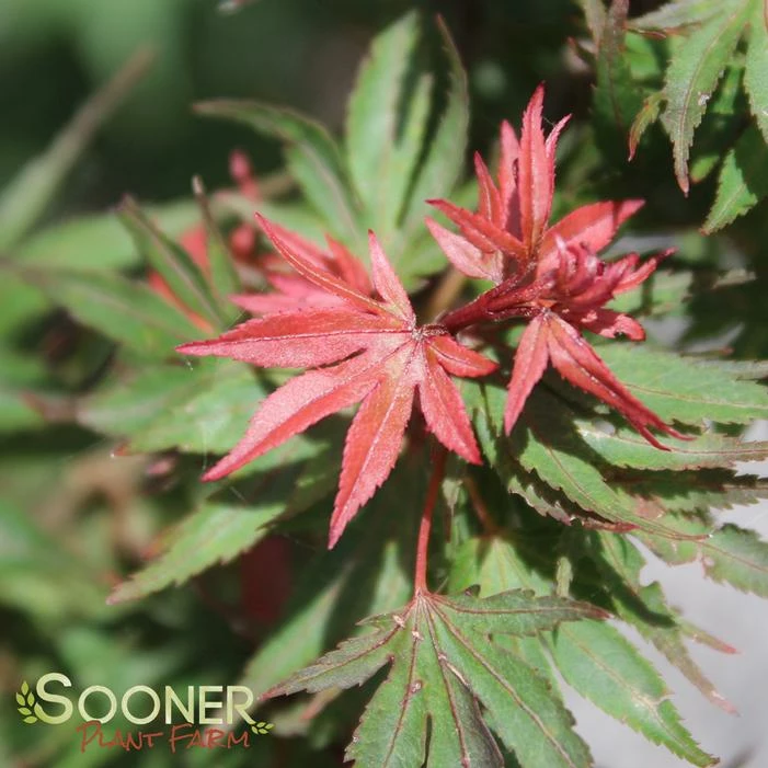 KOTO HIME DWARF UPRIGHT JAPANESE MAPLE 3 KOTO HIME DWARF UPRIGHT JAPANESE MAPLE