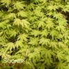 AKA SHIGITATSU SAWA UPRIGHT JAPANESE MAPLE 2 AKA SHIGITATSU SAWA UPRIGHT JAPANESE MAPLE -SOONER PLANT FARM Sales DETA 3675