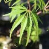 EAGLE CLAW UPRIGHT JAPANESE MAPLE 1 EAGLE CLAW UPRIGHT JAPANESE MAPLE -SOONER PLANT FARM Sales DETA 3677