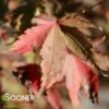 CORAL PINK UPRIGHT JAPANESE MAPLE -SOONER PLANT FARM Sales DETA 3685