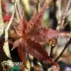 RED FLASH UPRIGHT JAPANESE MAPLE -SOONER PLANT FARM Sales DETA 3693