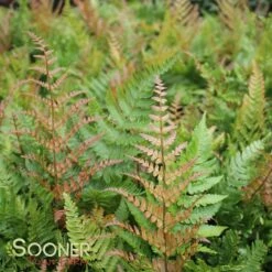AUTUMN FERN 9 AUTUMN FERN -SOONER PLANT FARM Sales DETA 3699