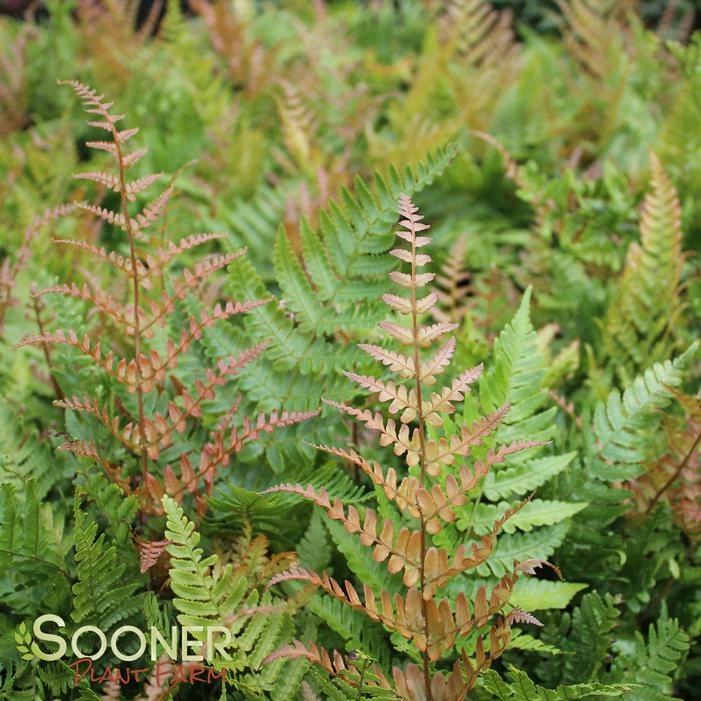 AUTUMN FERN 6 AUTUMN FERN - Image 4
