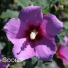 LIL' KIM® VIOLET ALTHEA -SOONER PLANT FARM Sales DETA 3710