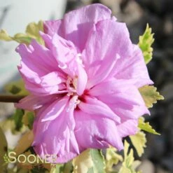 SUGAR TIP® GOLD ALTHEA -SOONER PLANT FARM Sales DETA 3737