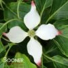 BIG APPLE KOUSA DOGWOOD -SOONER PLANT FARM Sales DETA 3755