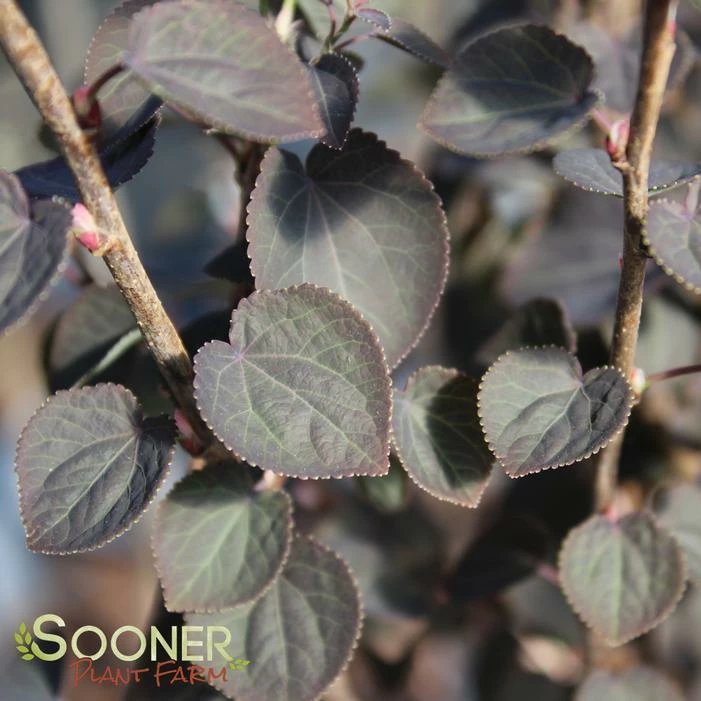 RED FOX KATSURA TREE 3 RED FOX KATSURA TREE