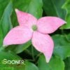 SCARLET FIRE™ KOUSA DOGWOOD -SOONER PLANT FARM Sales DETA 3758