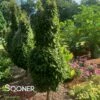 DWARF COLUMNAR EUROPEAN HORNBEAM -SOONER PLANT FARM Sales DETA 3759