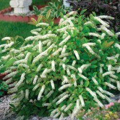 LITTLE HENRY® SWEETSPIRE -SOONER PLANT FARM Sales DETA 376