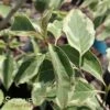 WOLF EYES VARIEGATED KOUSA DOGWOOD -SOONER PLANT FARM Sales DETA 3768