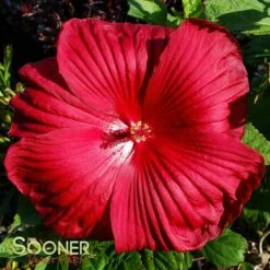 CRISTI™ HARDY HIBISCUS 5 CRISTI™ HARDY HIBISCUS -SOONER PLANT FARM Sales DETA 3771