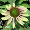 GREEN TWISTER CONEFLOWER 1 GREEN TWISTER CONEFLOWER -SOONER PLANT FARM Sales DETA 3772