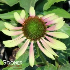 GREEN TWISTER CONEFLOWER