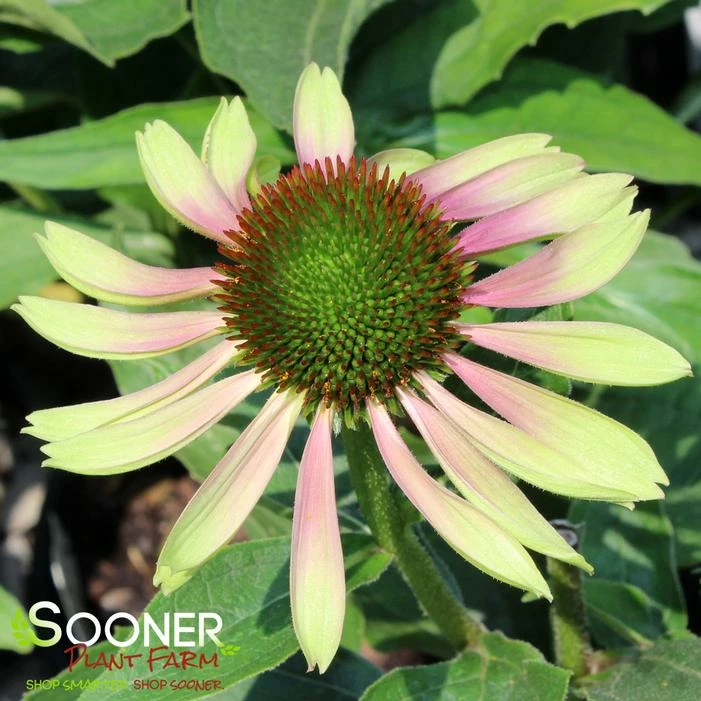 GREEN TWISTER CONEFLOWER 3 GREEN TWISTER CONEFLOWER