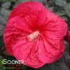 MARS MADNESS HARDY HIBISCUS 2 MARS MADNESS HARDY HIBISCUS -SOONER PLANT FARM Sales DETA 3783