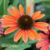 BUTTERFLY™ RAINBOW MARCELLA CONEFLOWER -SOONER PLANT FARM Sales DETA 3787