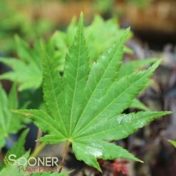 JORDAN FULL MOON UPRIGHT JAPANESE MAPLE