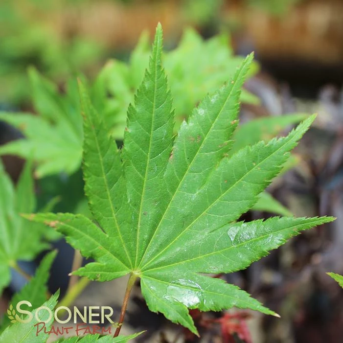 JORDAN FULL MOON UPRIGHT JAPANESE MAPLE 3 JORDAN FULL MOON UPRIGHT JAPANESE MAPLE