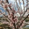 COTTON CANDY™ REDBUD 2 COTTON CANDY™ REDBUD -SOONER PLANT FARM Sales DETA 3831