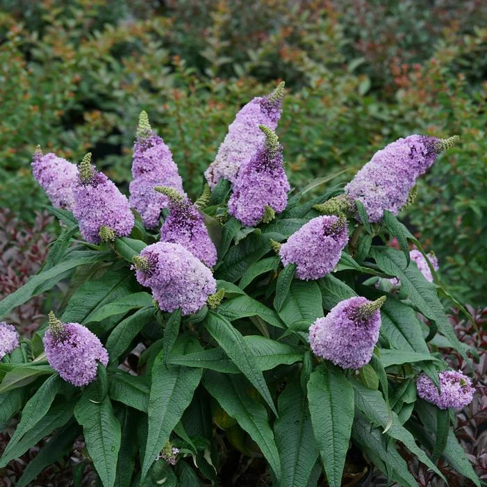 PUGSTER® AMETHYST BUTTERFLY BUSH 3 PUGSTER® AMETHYST BUTTERFLY BUSH