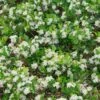GROUND HUG® BLACK CHOKEBERRY 2 GROUND HUG® BLACK CHOKEBERRY -SOONER PLANT FARM Sales DETA 3840