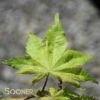 ALPINE SILVER THREAD UPRIGHT JAPANESE MAPLE 2 ALPINE SILVER THREAD UPRIGHT JAPANESE MAPLE -SOONER PLANT FARM Sales DETA 3853