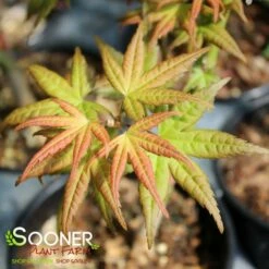 CORAL MAGIC UPRIGHT JAPANESE MAPLE 7 CORAL MAGIC UPRIGHT JAPANESE MAPLE -SOONER PLANT FARM Sales DETA 3855