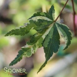 COTTON CANDY UPRIGHT JAPANESE MAPLE