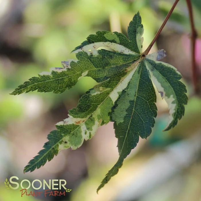 COTTON CANDY UPRIGHT JAPANESE MAPLE 3 COTTON CANDY UPRIGHT JAPANESE MAPLE