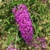 NANHO PURPLE BUTTERFLY BUSH 1 NANHO PURPLE BUTTERFLY BUSH -SOONER PLANT FARM Sales DETA 386